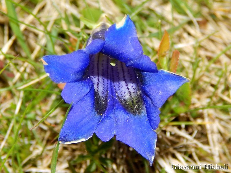 Gentiana acaulis